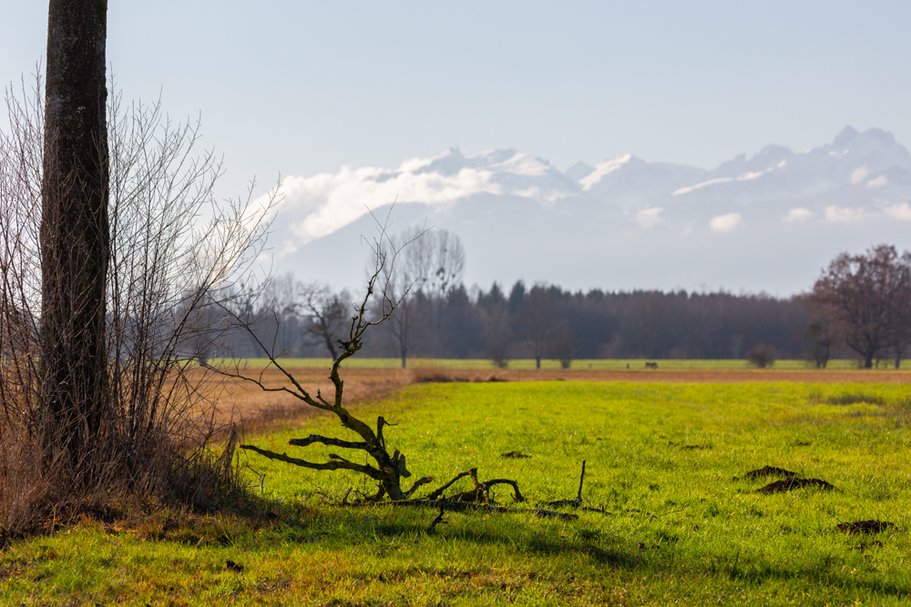 Lauteracherried im Jänner 15